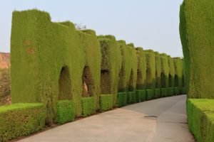 tree arches