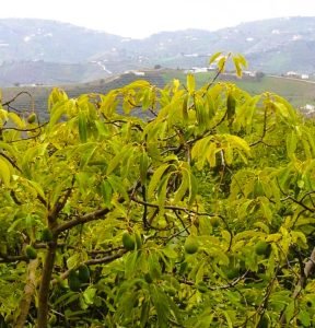 Avocado tree