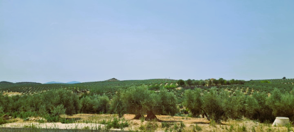 olive field