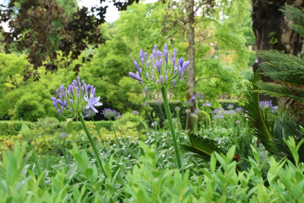 botanical garden