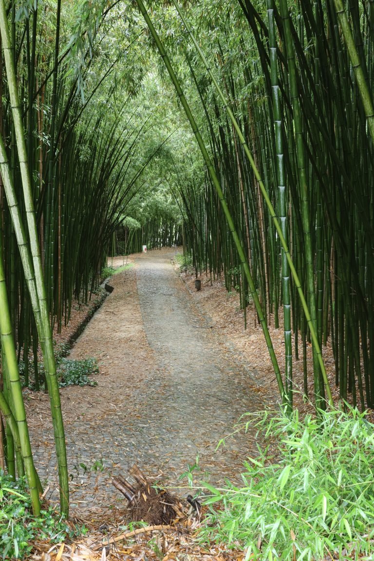 bamboo trees