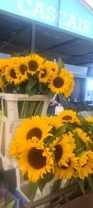 sunflowers