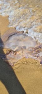 jellyfish