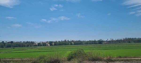 rice field