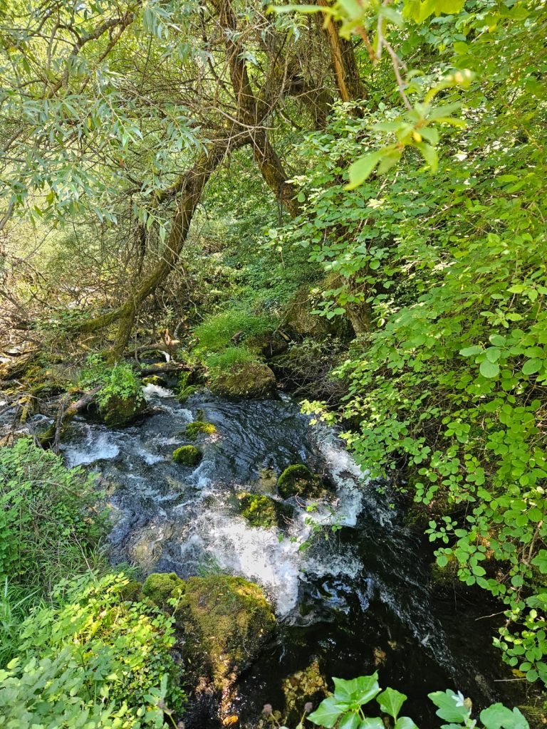 springs