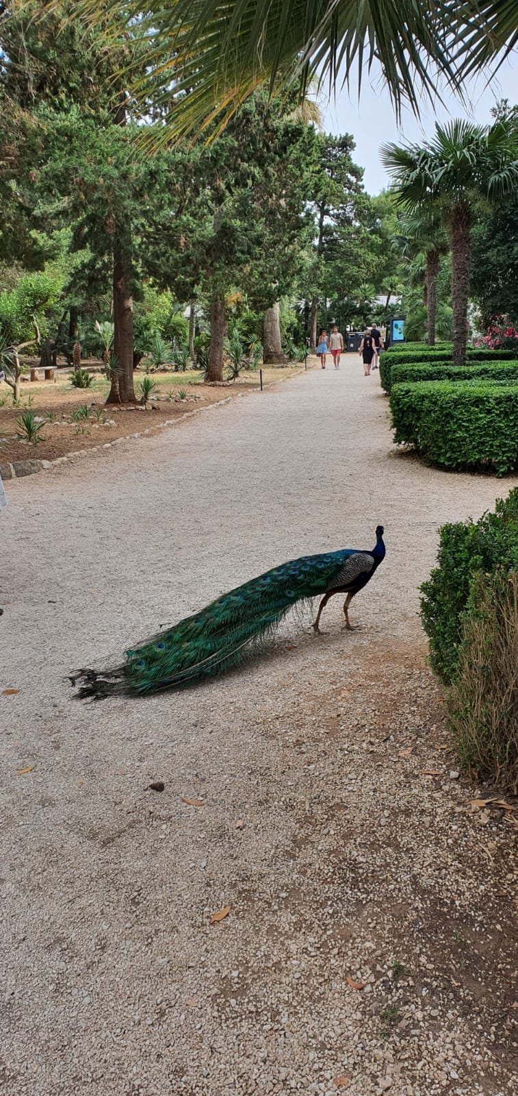peacock