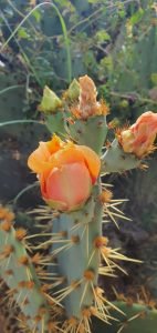 cactus flower