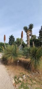 botanical garden Lokrum