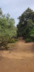 Trail