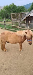pony