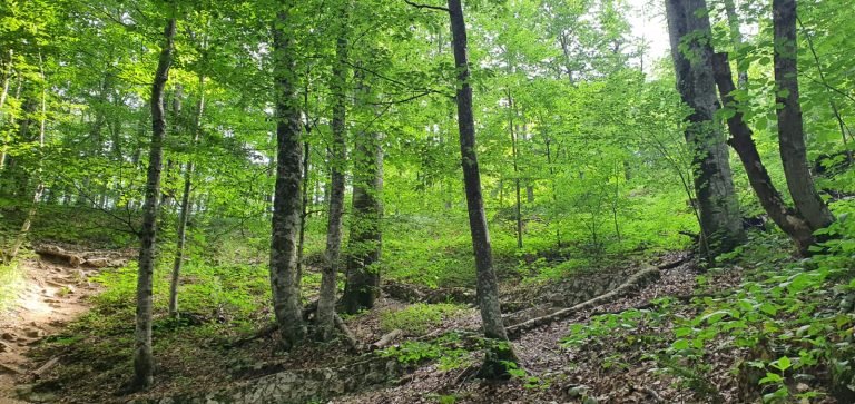 forest