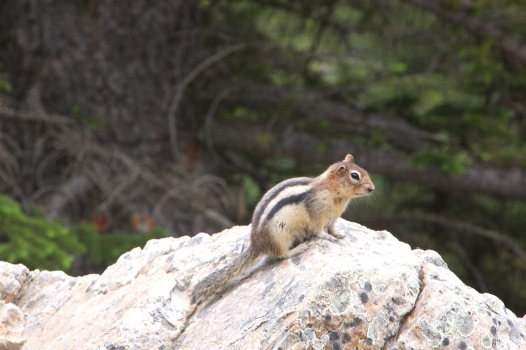 Chipmunk
