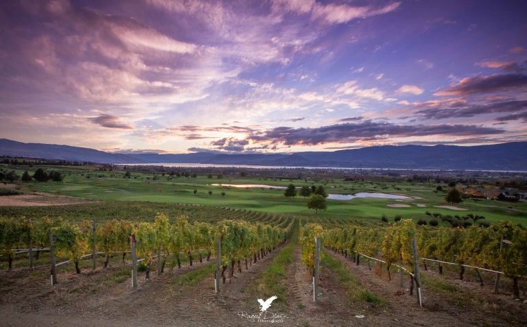 vineyard kelowna