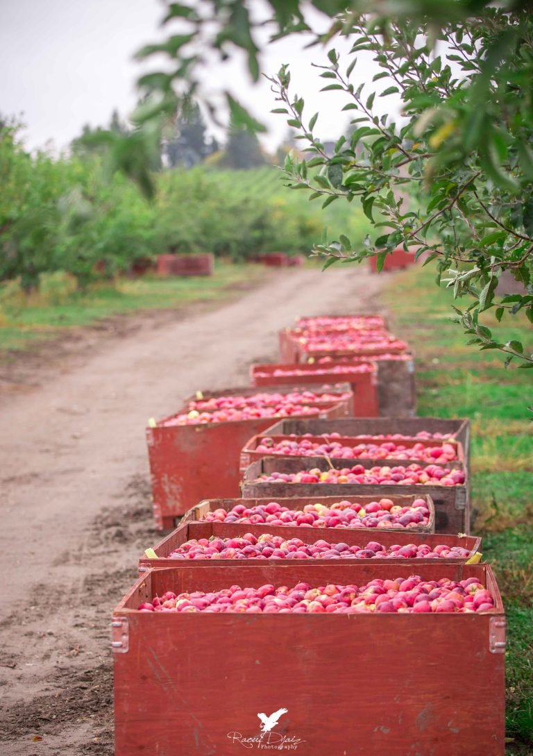 BC Apples