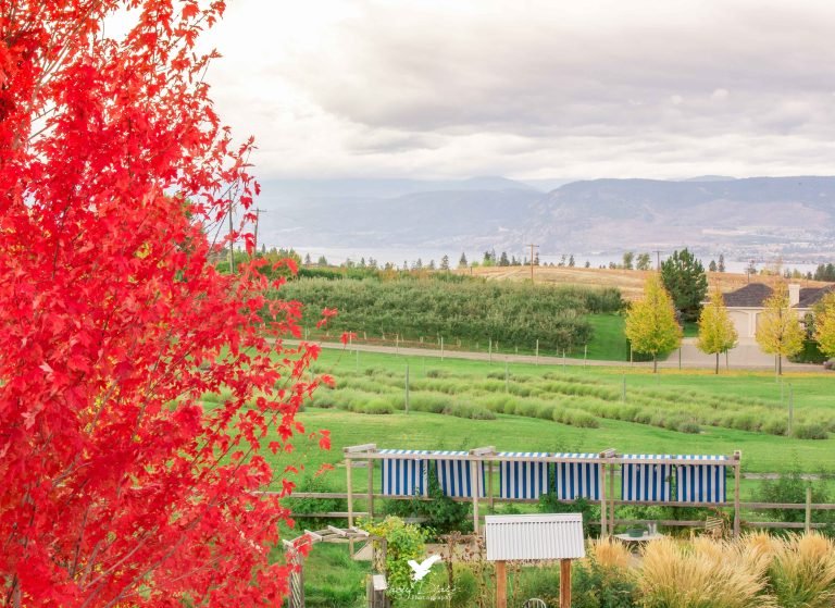Okanagan Lavender & Herb Farm,