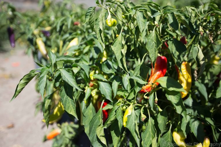 Pepper