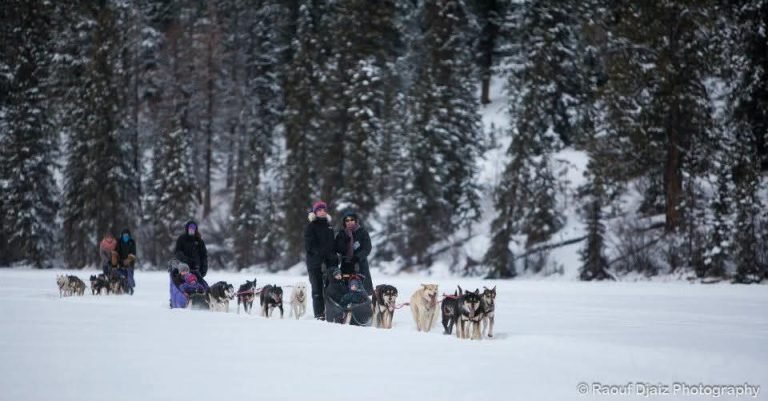 dog sleigh