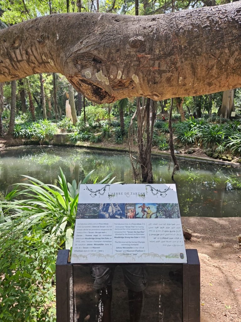 tarzan tree