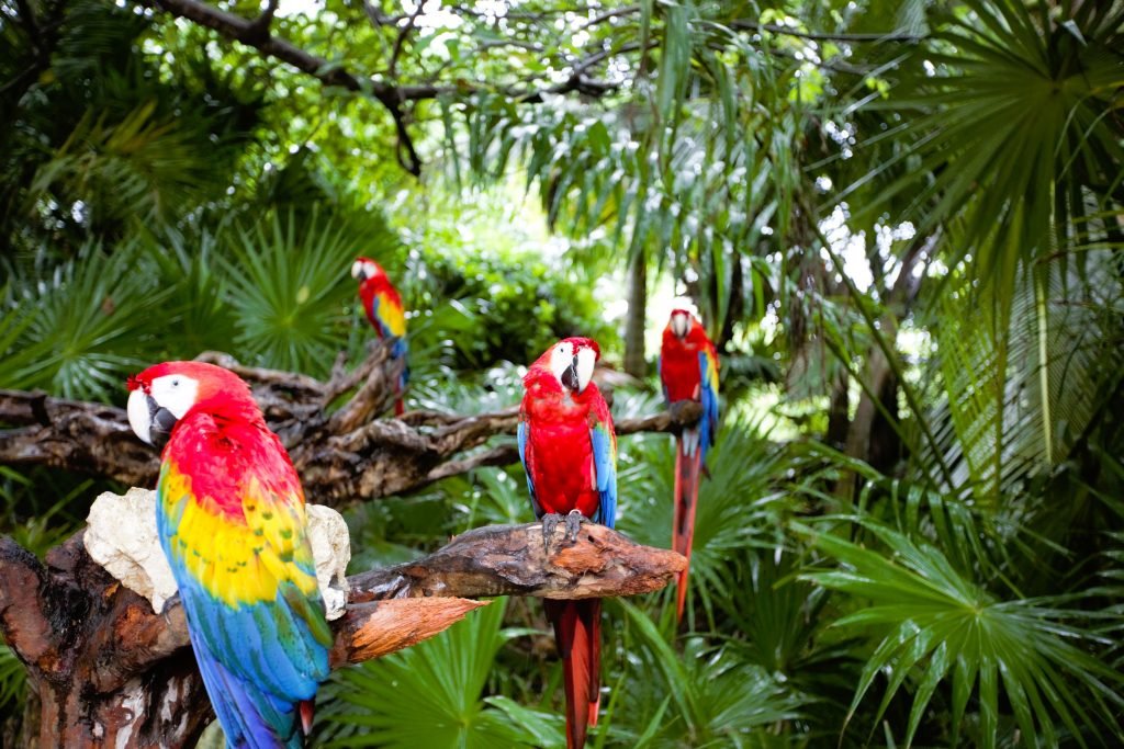 parrots