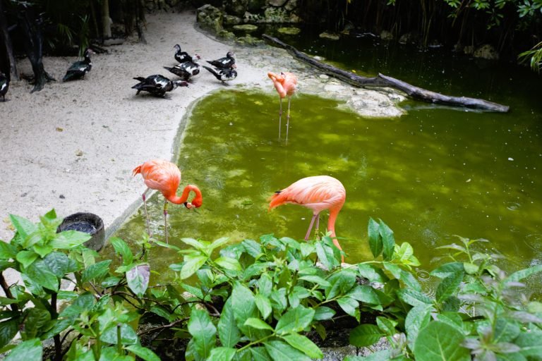 flamingo