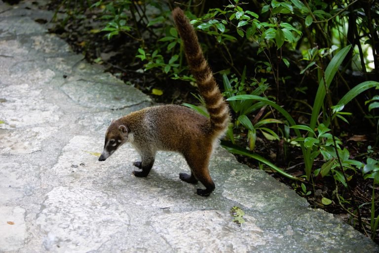 coati