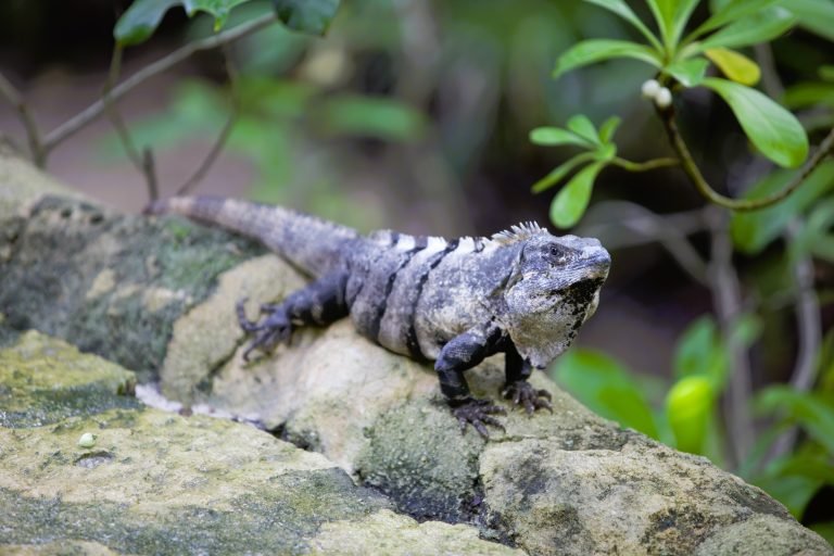 iguana