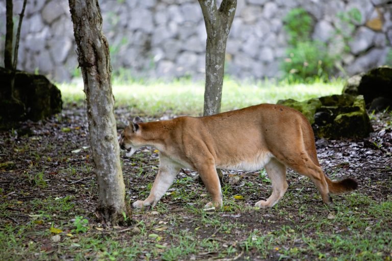 animal
