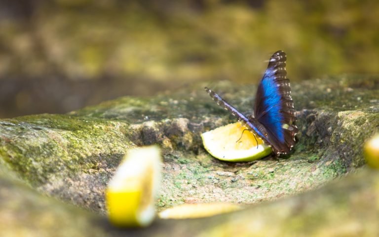 butterfly