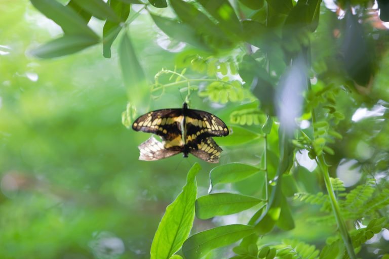 butterfly