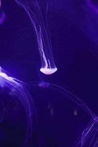 jellyfish