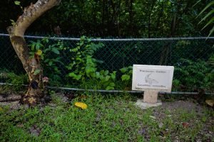 crocodile sign