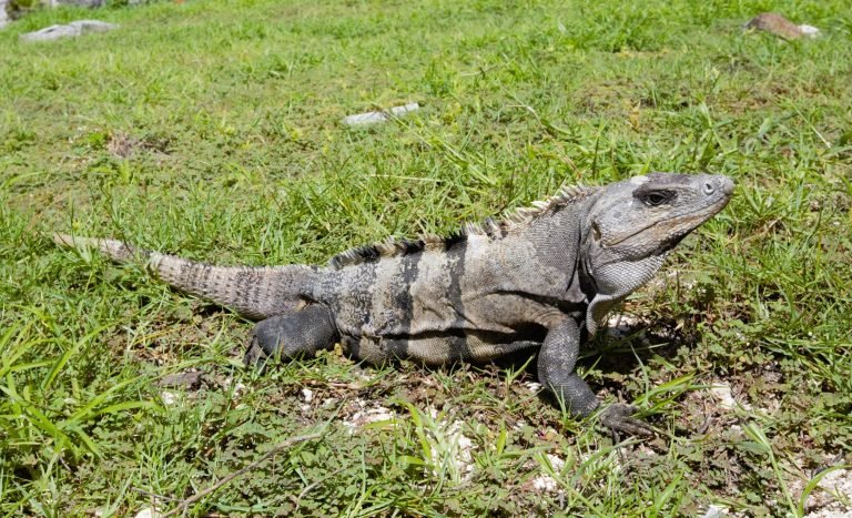 Iguana