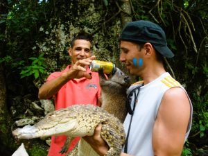 crocodile