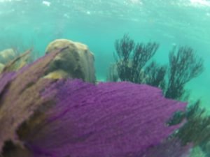 snorkling