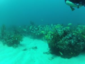 scuba Diving