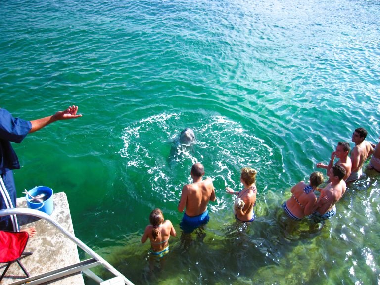 dolphin