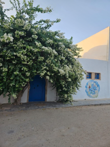 Djerbahood