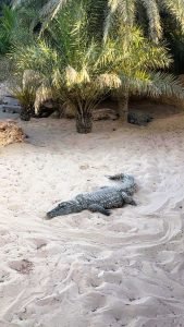 crocodile
