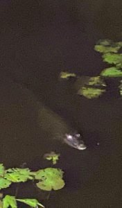 crocodile