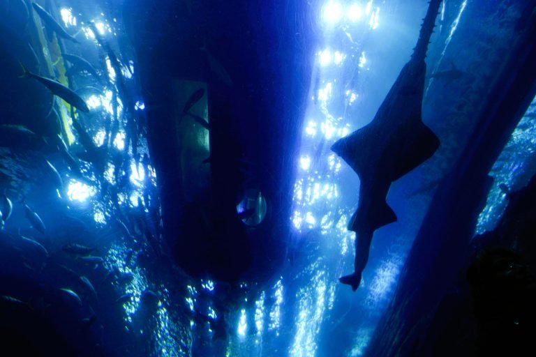 aquarium