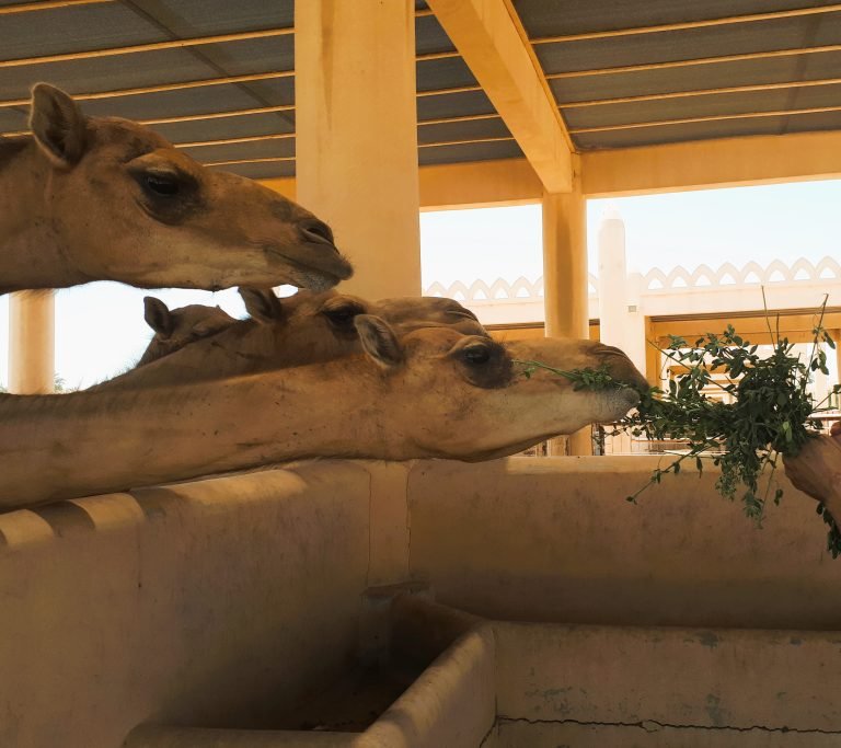 camel