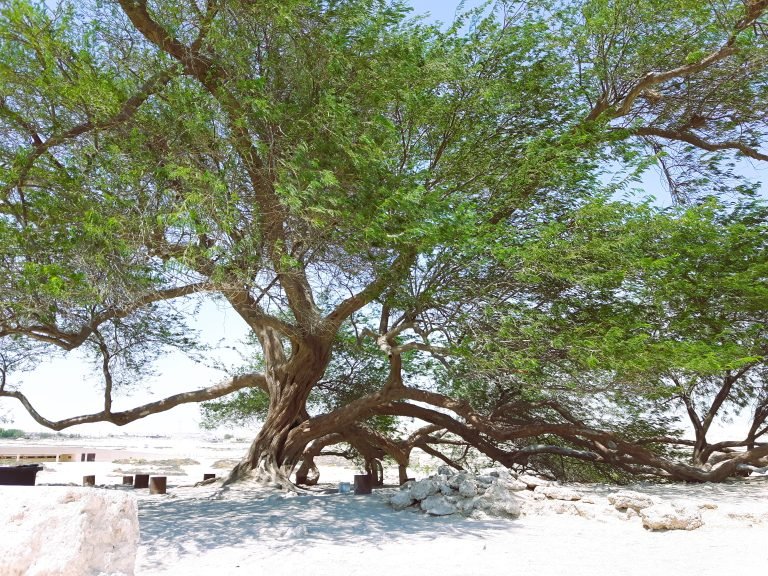 tree of life