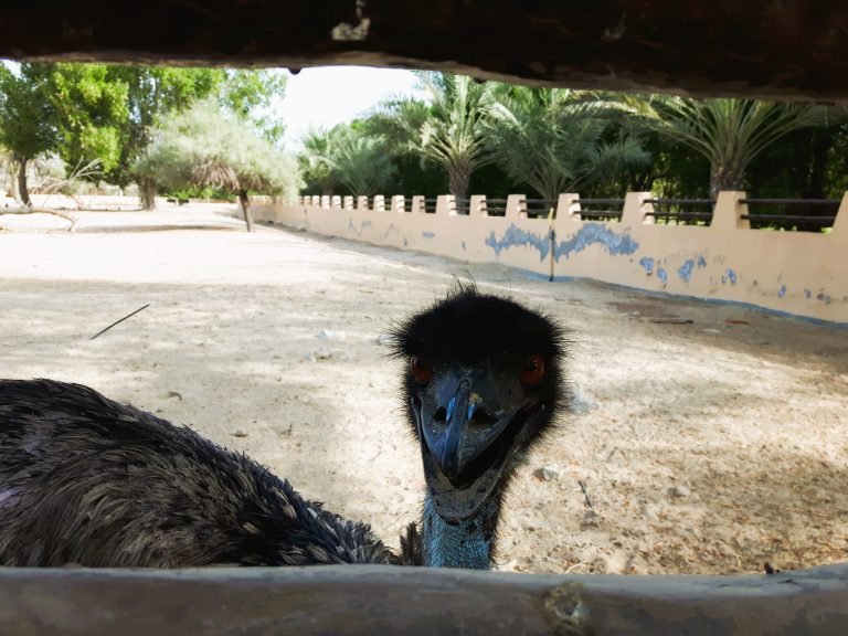 ostritch