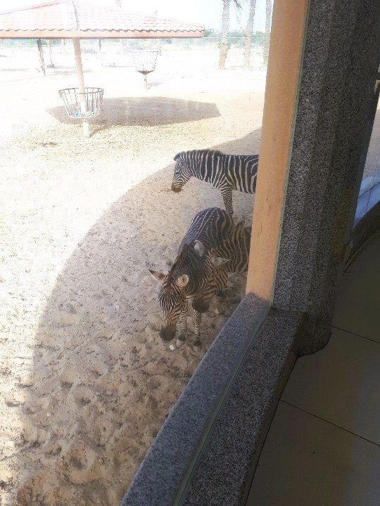 zebra
