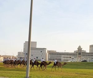 camel parade
