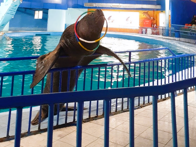 sealion