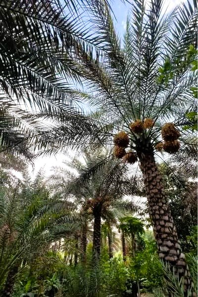 palm