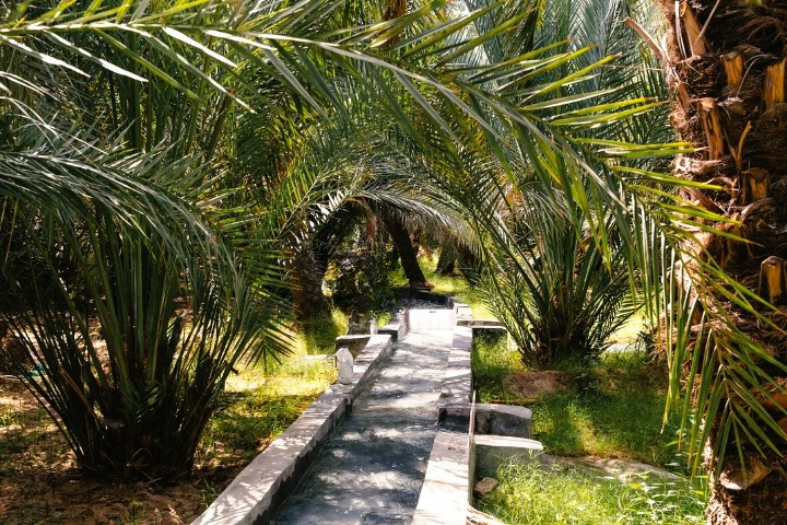 palm farm