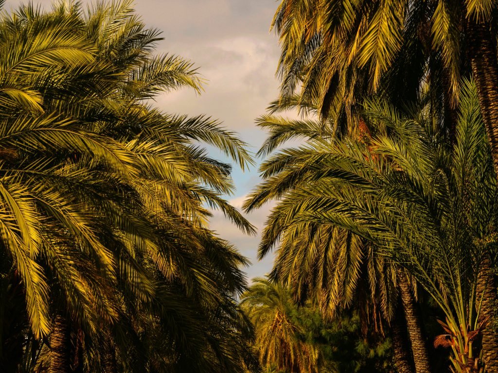 Palms