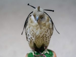 falcon
